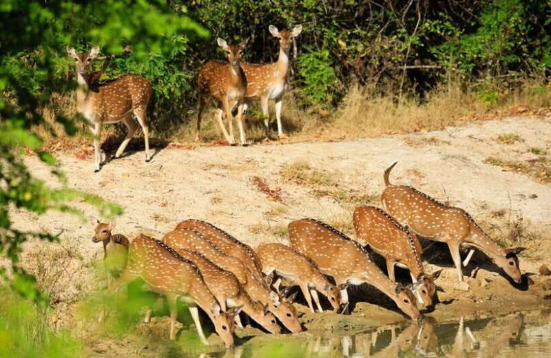 From Colombo : Yala National Park Safari With Tickets - Overview of the Experience