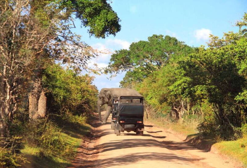From Colombo : Yala National Park Safari With Tickets - Authentic Reviews and Insights