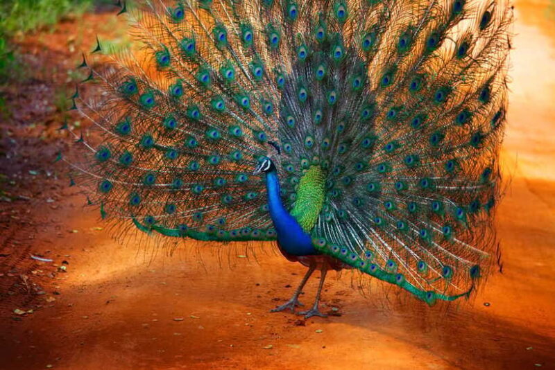From Colombo : Yala National Park Safari With Tickets - Who Should Consider This Tour?