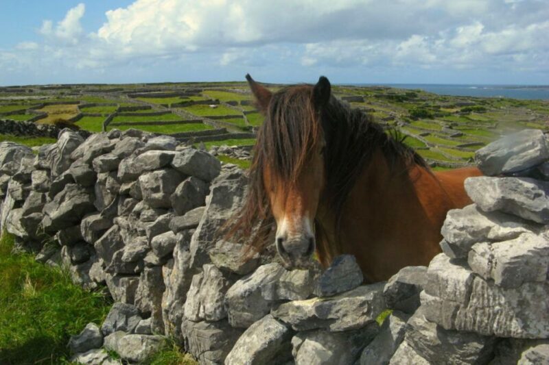 From Cork: 9-Hour Guided Ring of Kerry and Killarney Tour - Who This Tour Is Best For