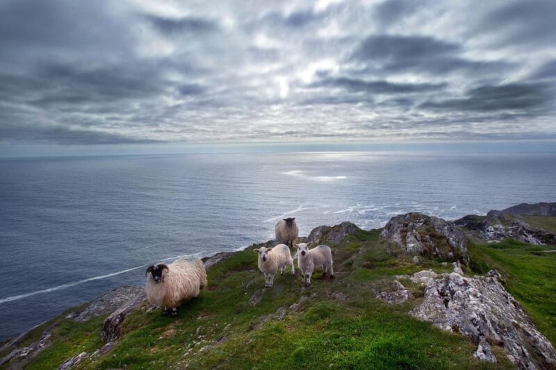 From Cork: West Cork to Mizen Head Guided Full Day Tour - Transportation and Group Experience