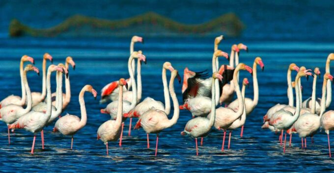 From Costa Dorada: Peñíscola and Ebro Delta Sightseeing Tour - Discovering the Charming Village of Peñíscola