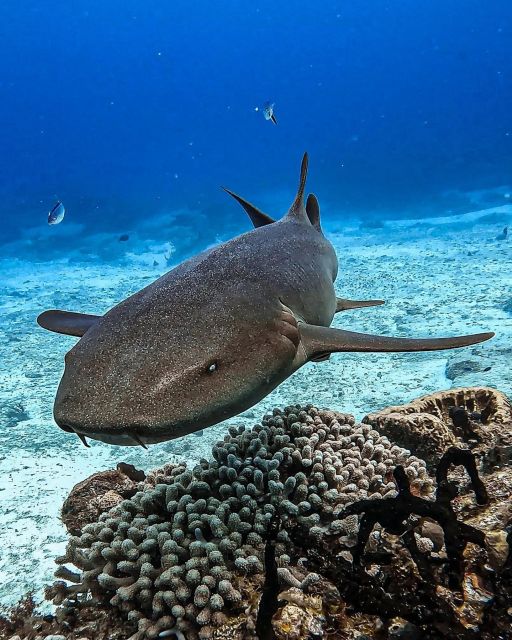 From Cozumel: Double Tank Scuba Diving for Certified Divers - Discover Palancar Reef