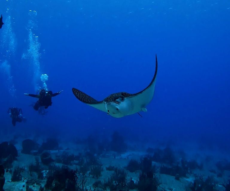 From Cozumel: Double Tank Scuba Diving for Certified Divers - National Marine Park Entry