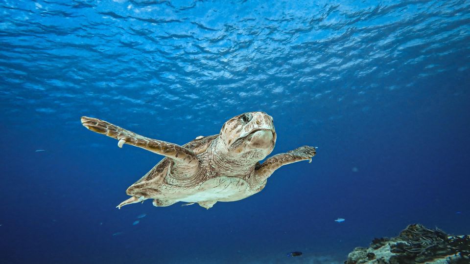 From Cozumel: Double Tank Scuba Diving for Certified Divers - Cancellation and Weather Policy