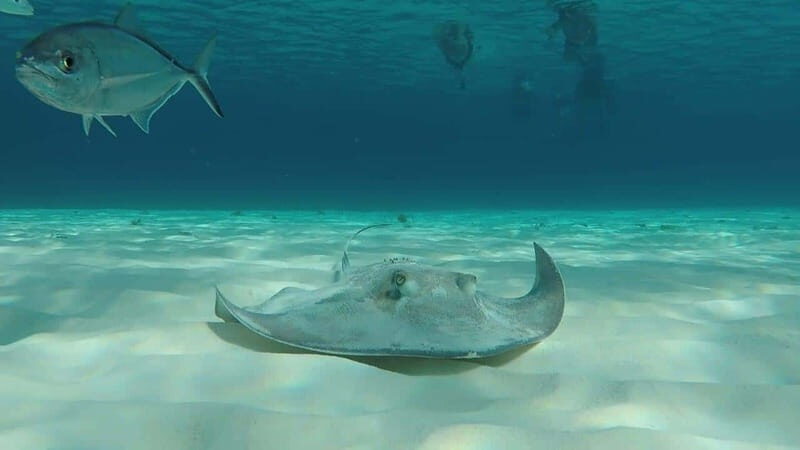 From Cozumel: El Cielo Beach by Catamaran Snorkeling Tour - The Value of This Tour