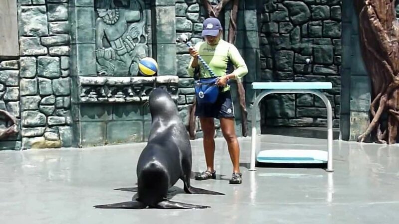 From Cozumel: Official Chankanaab Park Day Pass and Snorkel - What to Expect at Chankanaab Park