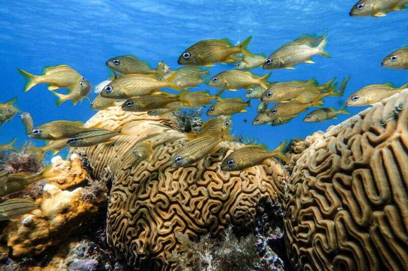 From Cozumel: Starfish, Stingrays and the Turtle Sanctuary - Return and Refreshments