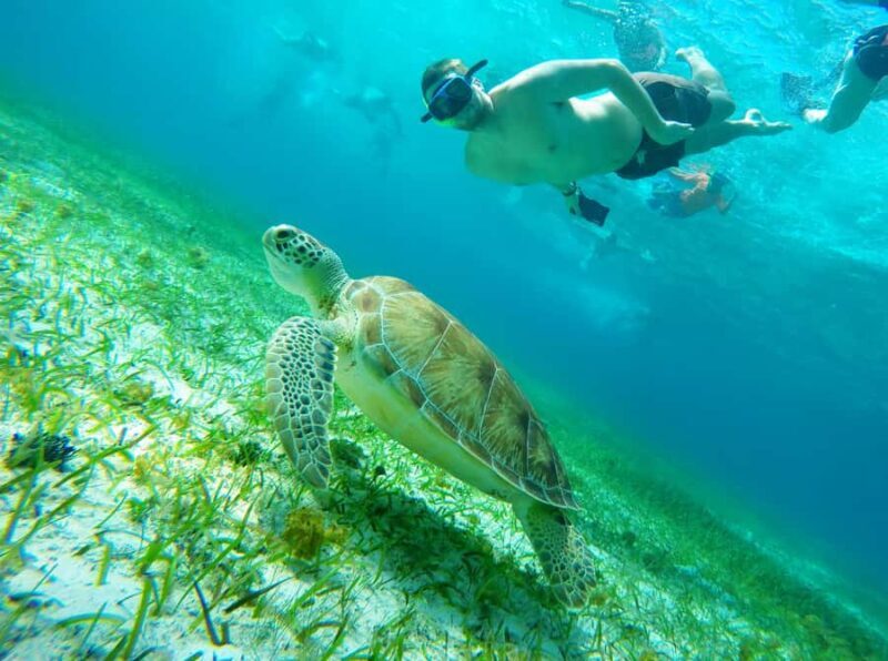 From Cozumel: Starfish, Stingrays & El Cielo Beach Snorkel - A Detailed Look at the Snorkeling Experience
