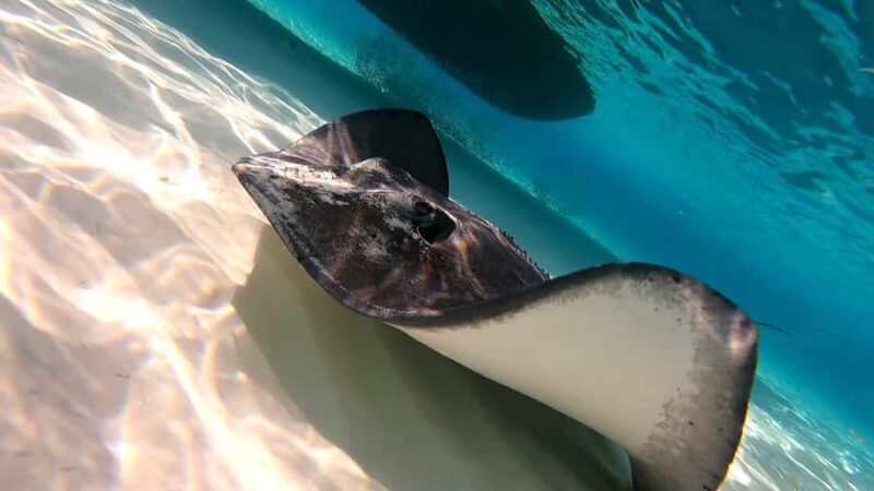 From Cozumel: Starfish, Stingrays & El Cielo Beach Snorkel - Who Is This Tour Best For?