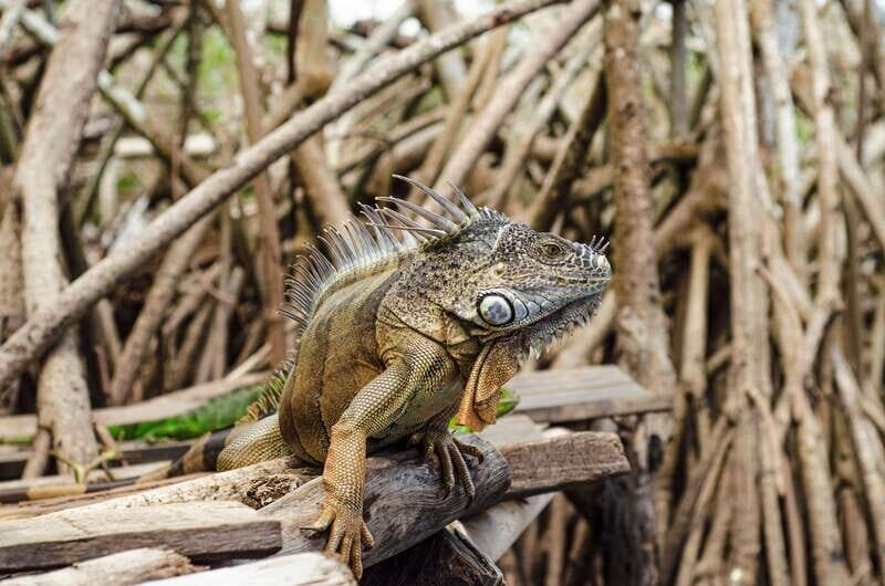 From Crucecita: Ventanilla, Zipolite, and Puerto Ángel Tour - Practical Aspects and Value