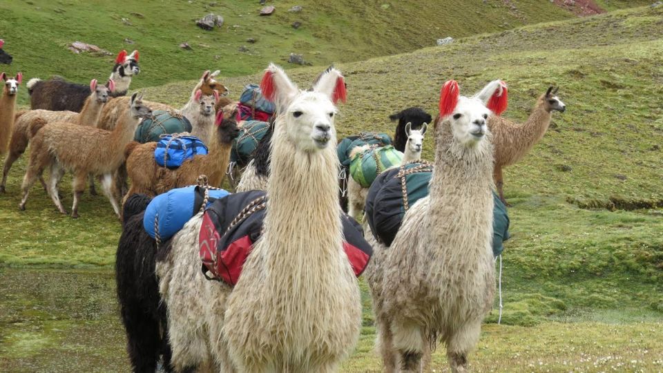 From Cusco: Machu Picchu and Rainbow Mountain 2-Day Tour - Key Points