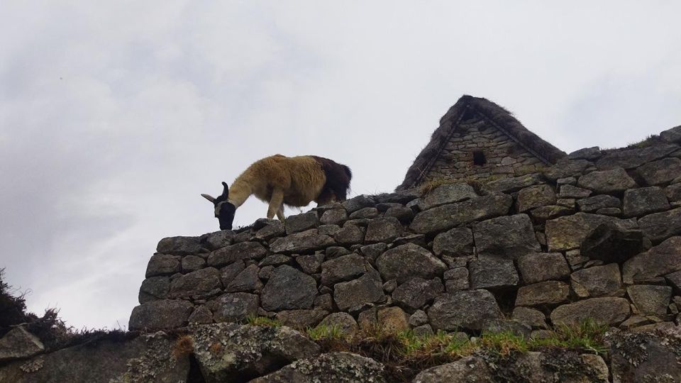From Cusco: Machu Picchu & Cusco Classic 5 Days - Inclusions and Exclusions