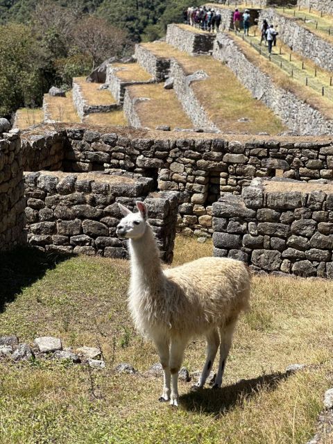 From Cusco: Machupicchu Full Day Trip by Train - Frequently Asked Questions