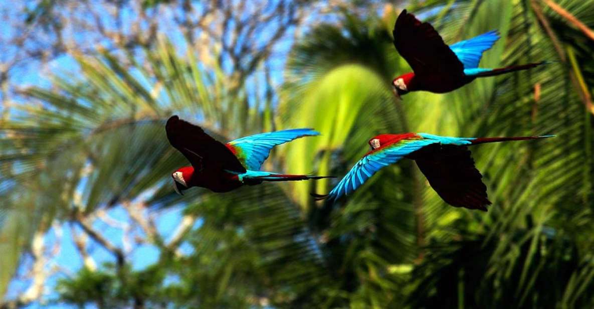 From Cusco: Tours to Manu National Park From 3 Nights/2 Days - Tour Highlights