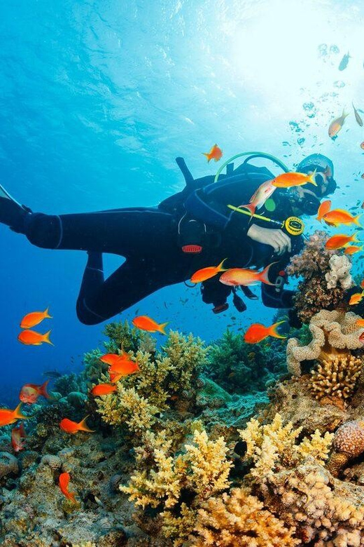 From Da Nang/Hoi An: Cham Islands Tour With Snorkeling - Activities and Experiences