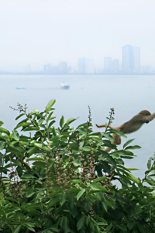 From Da Nang: Wildlife Watching, Douc Langurs Watching - Key Points