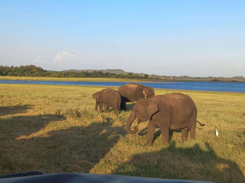 From Dambulla: Minneriya National Park wild Jeep Safari - Key Points