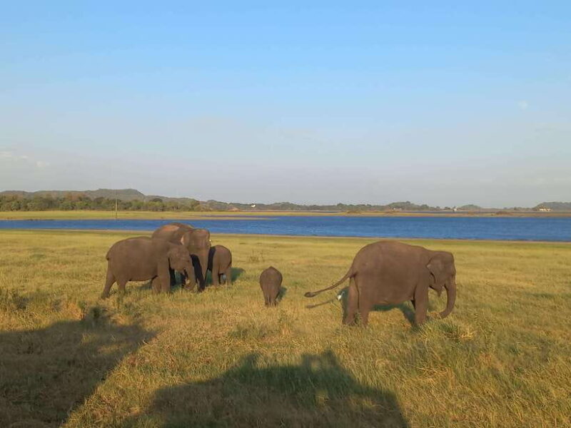 From Dambulla: Minneriya National Park wild Jeep Safari - What to Expect from the Safari Experience