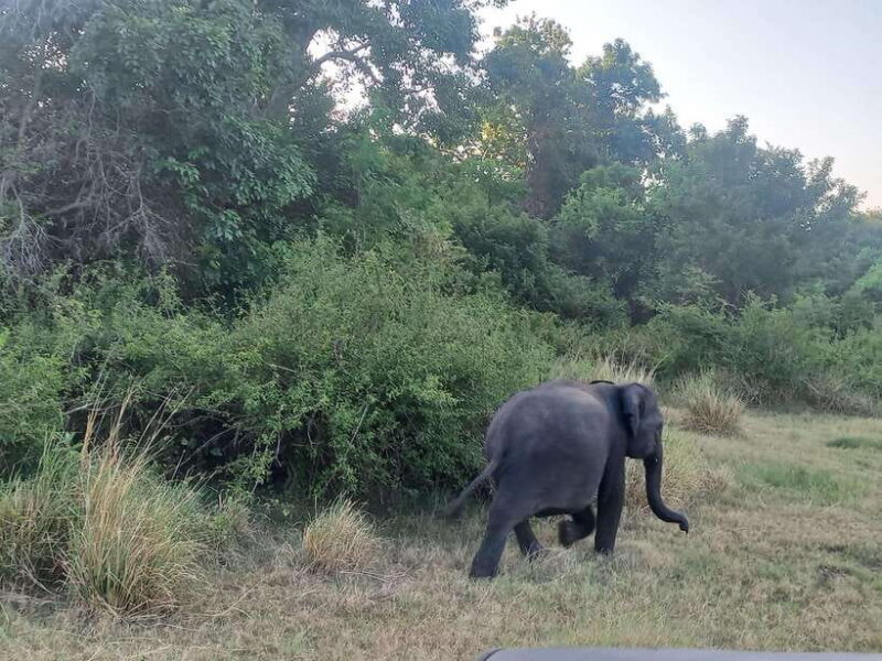 From Dambulla: Minneriya National Park wild Jeep Safari - The Experience in Practice: What Travelers Say