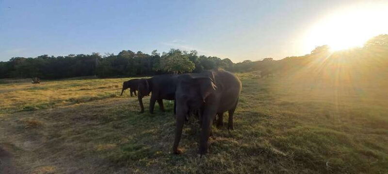 From Dambulla: Minneriya National Park wild Jeep Safari - Practical Tips for Your Safari