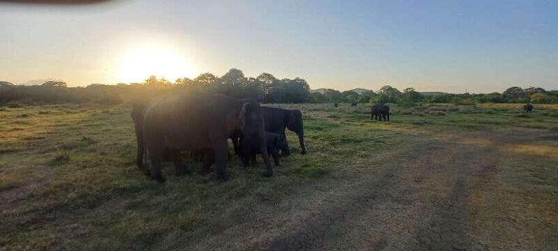 From Dambulla: Minneriya National Park wild Jeep Safari - Who Will Enjoy This Tour?