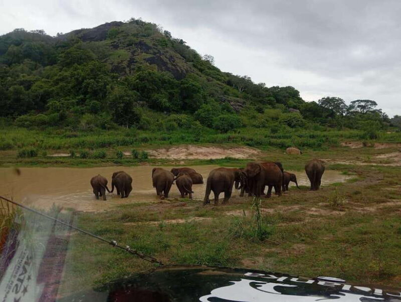 From Dambulla/Sigiriya/: Minneriya National Park 4hr safari - Why It’s Worth It