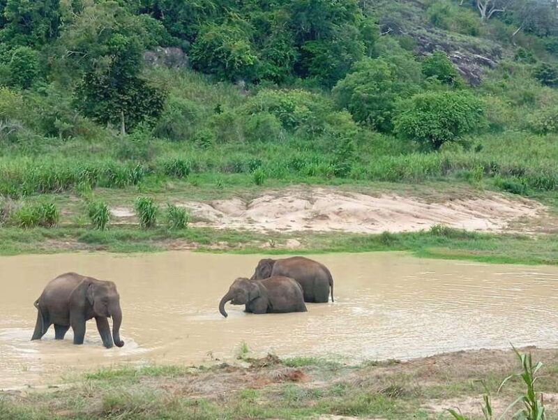 From Dambulla/Sigiriya/: Minneriya National Park 4hr safari - Who Should Consider This Tour?