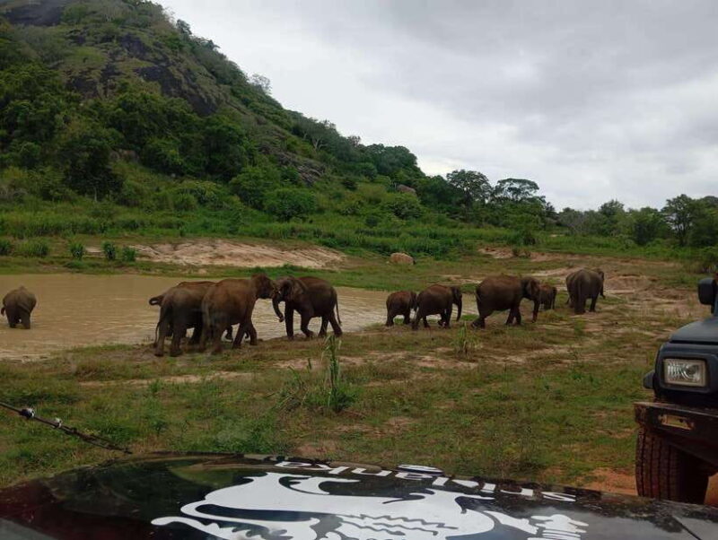 From Dambulla/Sigiriya/: Minneriya National Park 4hr safari - FAQ
