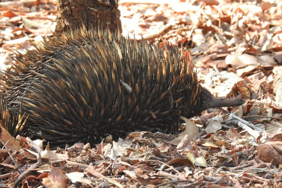 From Darwin: 1 Day Territory Wildlife Park Tour - Exclusions