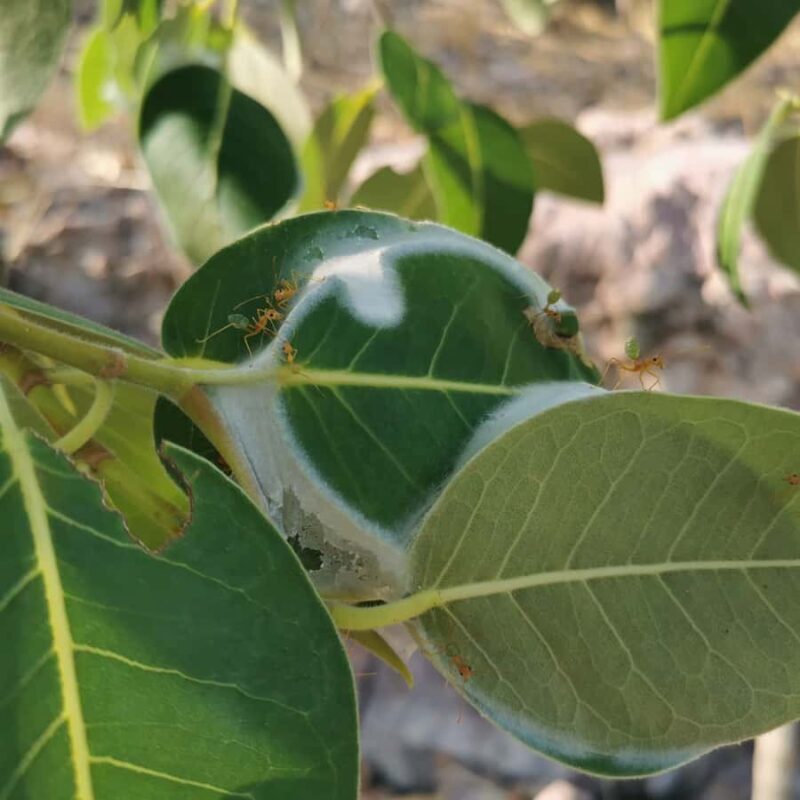 From Darwin: Litchfield National Park Small-Group Day Trip - Berry Springs for the Final Swim  