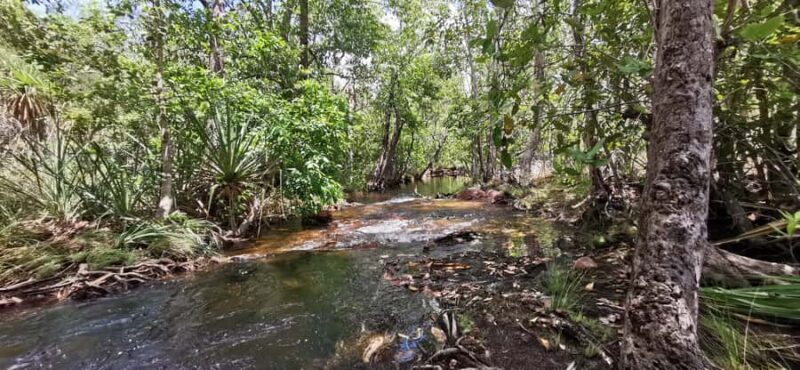 From Darwin: Litchfield National Park Small-Group Day Trip - Learning About the Termite Mounds and Local Culture  