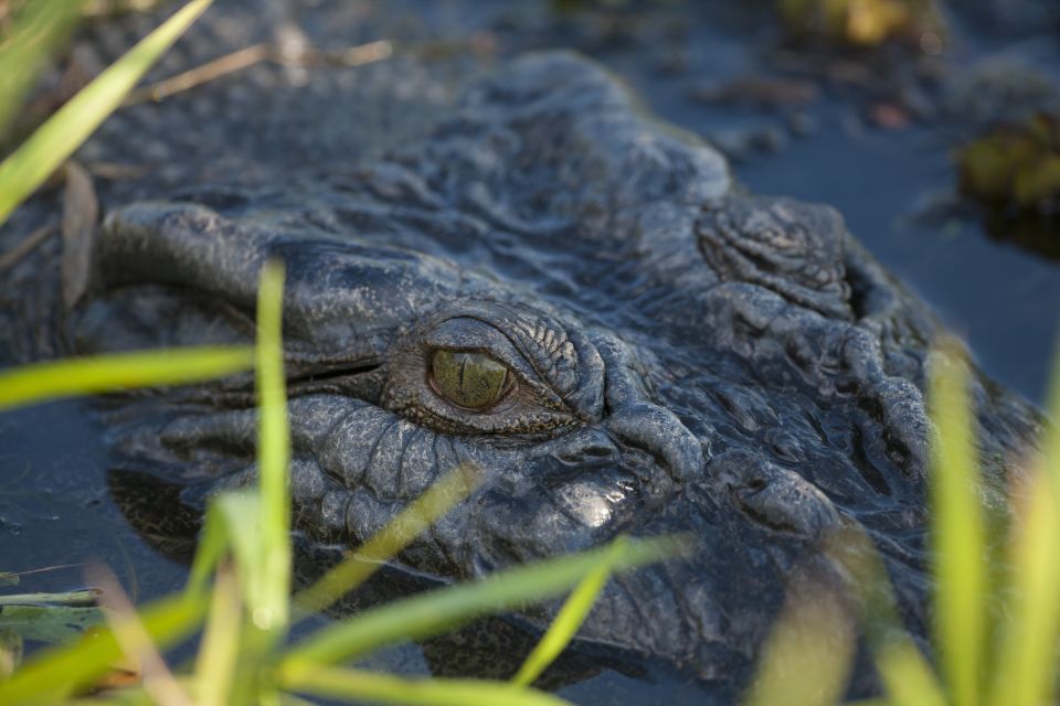 From Darwin: Spectacular Jumping Crocodile Half Day Tour - Pricing and Inclusions