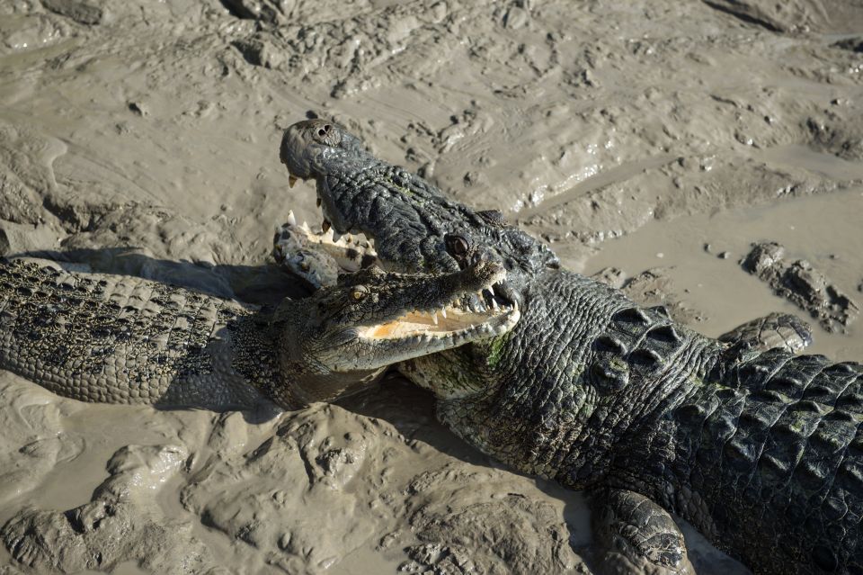 From Darwin: Spectacular Jumping Crocodile Half Day Tour - Booking and Reservation Details
