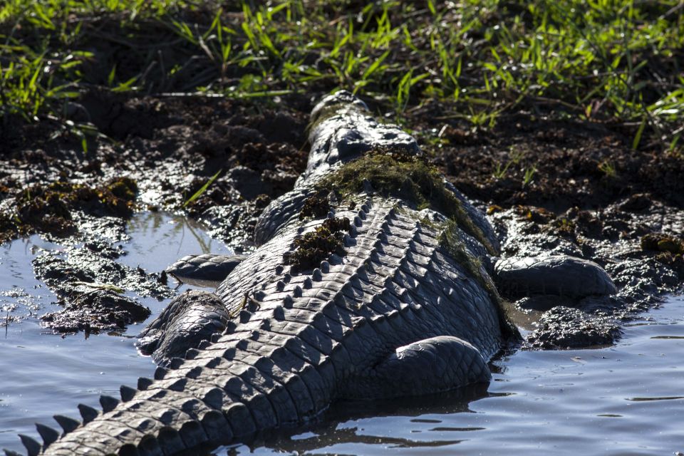 From Darwin: Spectacular Jumping Crocodile Half Day Tour - Frequently Asked Questions