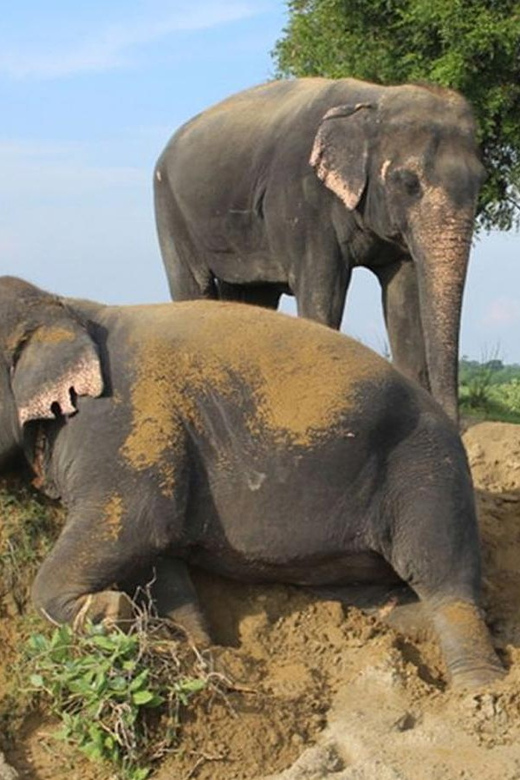 From Delhi: 1-Day Trip Mathura With Elephant Conservation - Good To Know