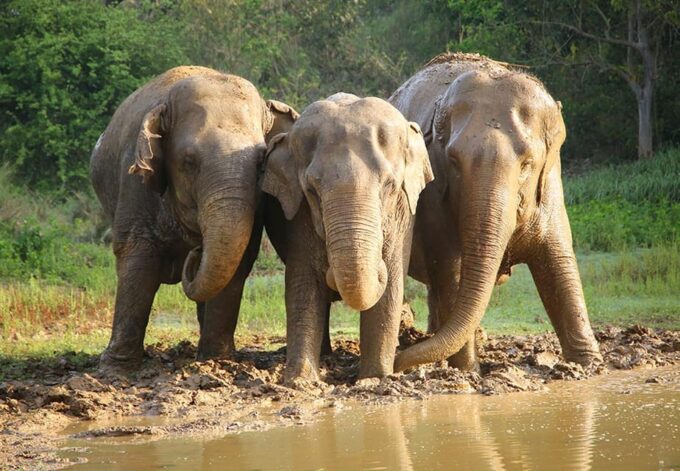 From Delhi: 1-Day Trip Mathura With Elephant Conservation - The Sum Up