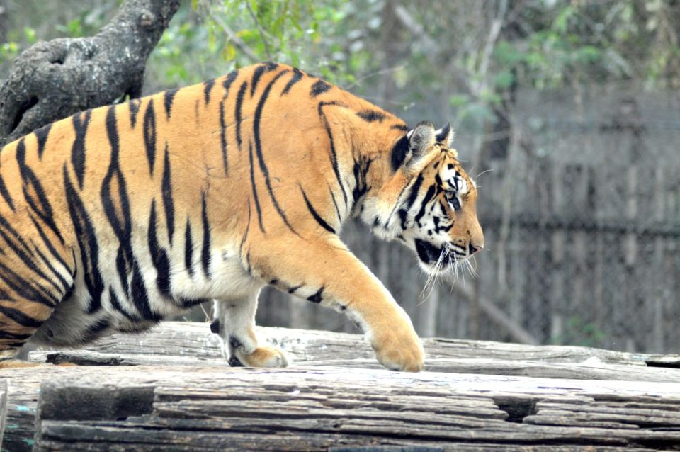 From Delhi : 2 Days Jim Corbett Tiger Safari Tour By Car - Safari Experience
