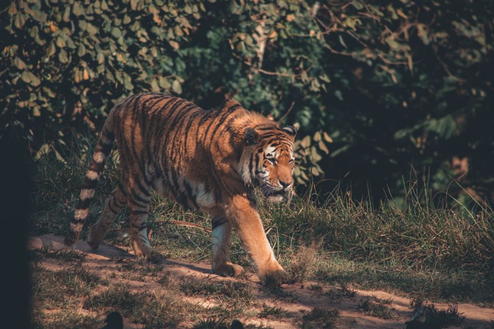 From Delhi : 2 Days Jim Corbett Tiger Safari Tour By Car - Accommodation and Meals
