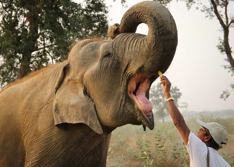 From Delhi: 3 Day Golden Triangle Tour With Elephant Reserve - Itinerary Breakdown
