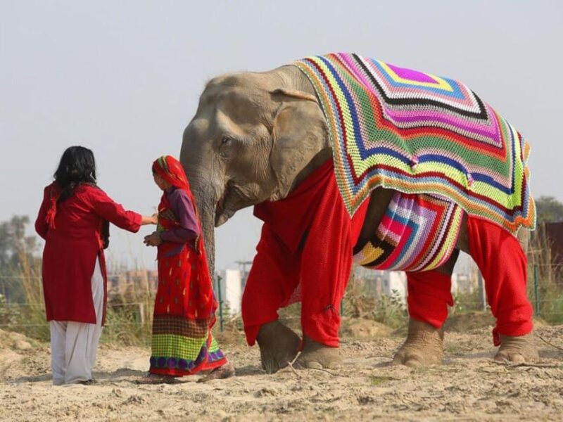 From Delhi: 3 Day Golden Triangle Tour With Elephant Reserve - Day 1: Delhi Exploration