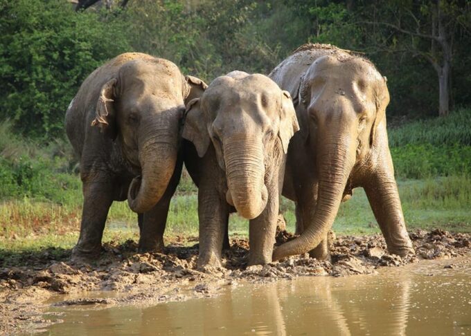 From Delhi: 3 Day Golden Triangle Tour With Elephant Reserve - Included in the Tour