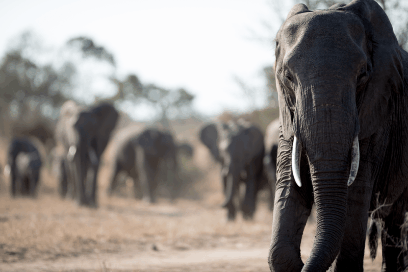 From Delhi: 3 Day Golden Triangle W/ Elephant Wildlife Tour - Day 3: Jaipur to Delhi