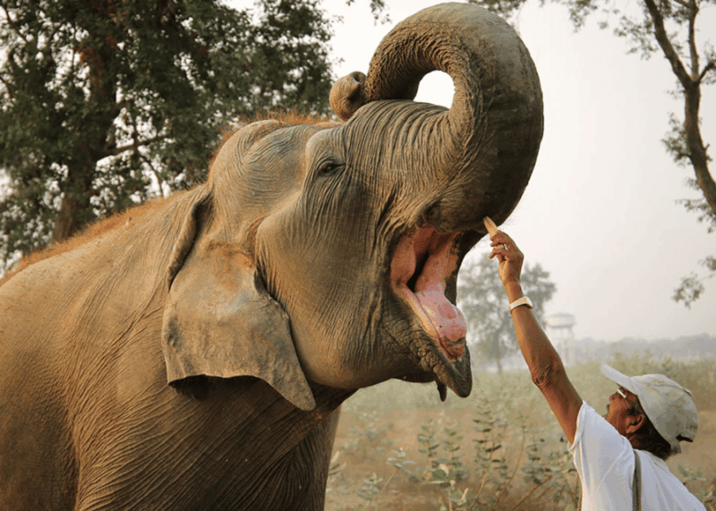 From Delhi: 3 Day Golden Triangle W/ Elephant Wildlife Tour - Important Information and Recommendations