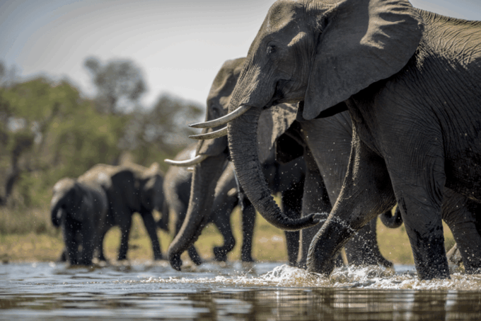 From Delhi: 3 Day Golden Triangle W/ Elephant Wildlife Tour - Accessibility and Group Information