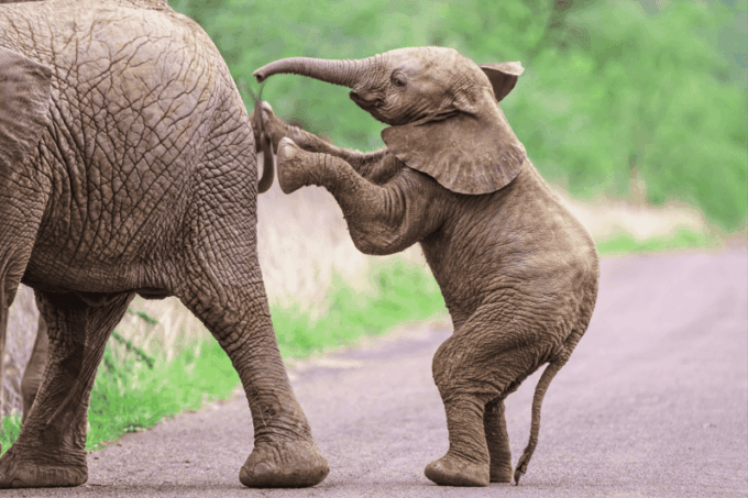From Delhi: 3 Day Golden Triangle W/ Elephant Wildlife Tour - The Sum Up