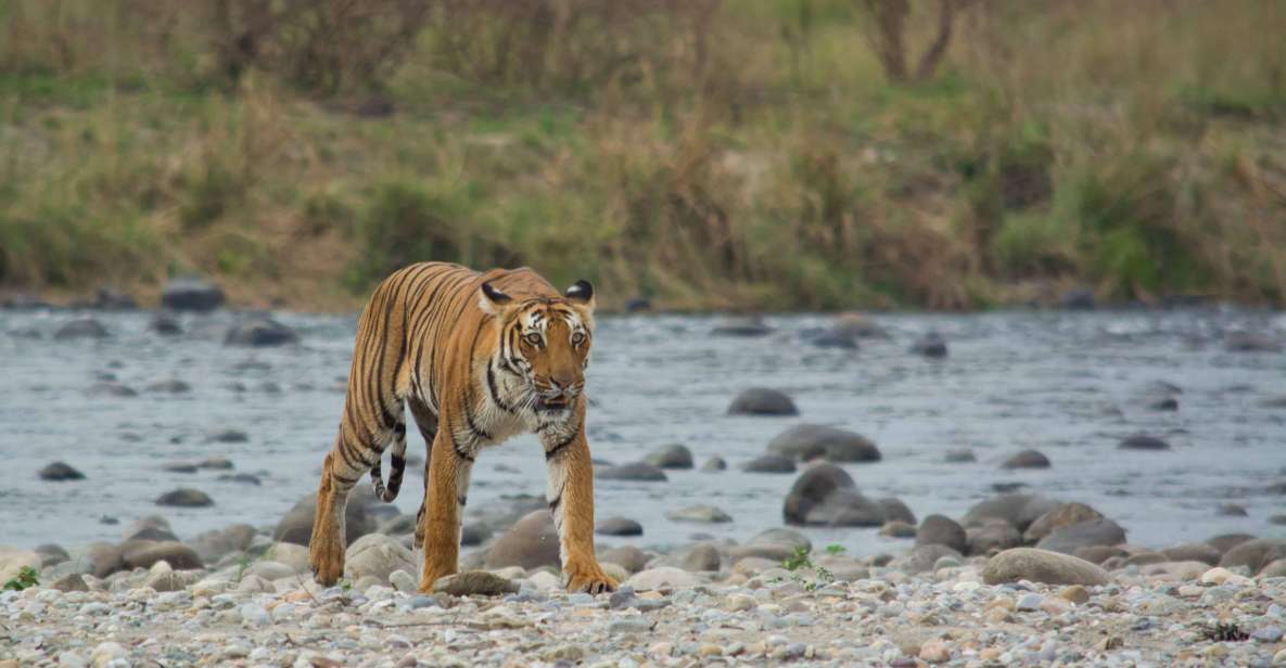 From Delhi: 3-Day Jim Corbett National Park Private Safari - Wildlife and Scenic Highlights