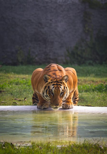 From Delhi: 3-Day Ranthambore National Park Tour - Itinerary and Experience