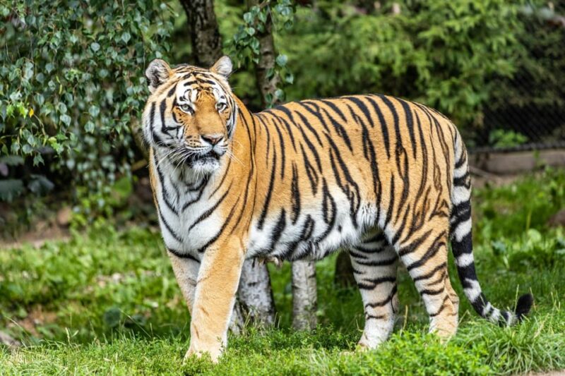 From Delhi: 3-Day Ranthambore National Park Tour - Inclusions