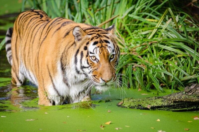 From Delhi: 3-Day Ranthambore National Park Tour - Important Information
